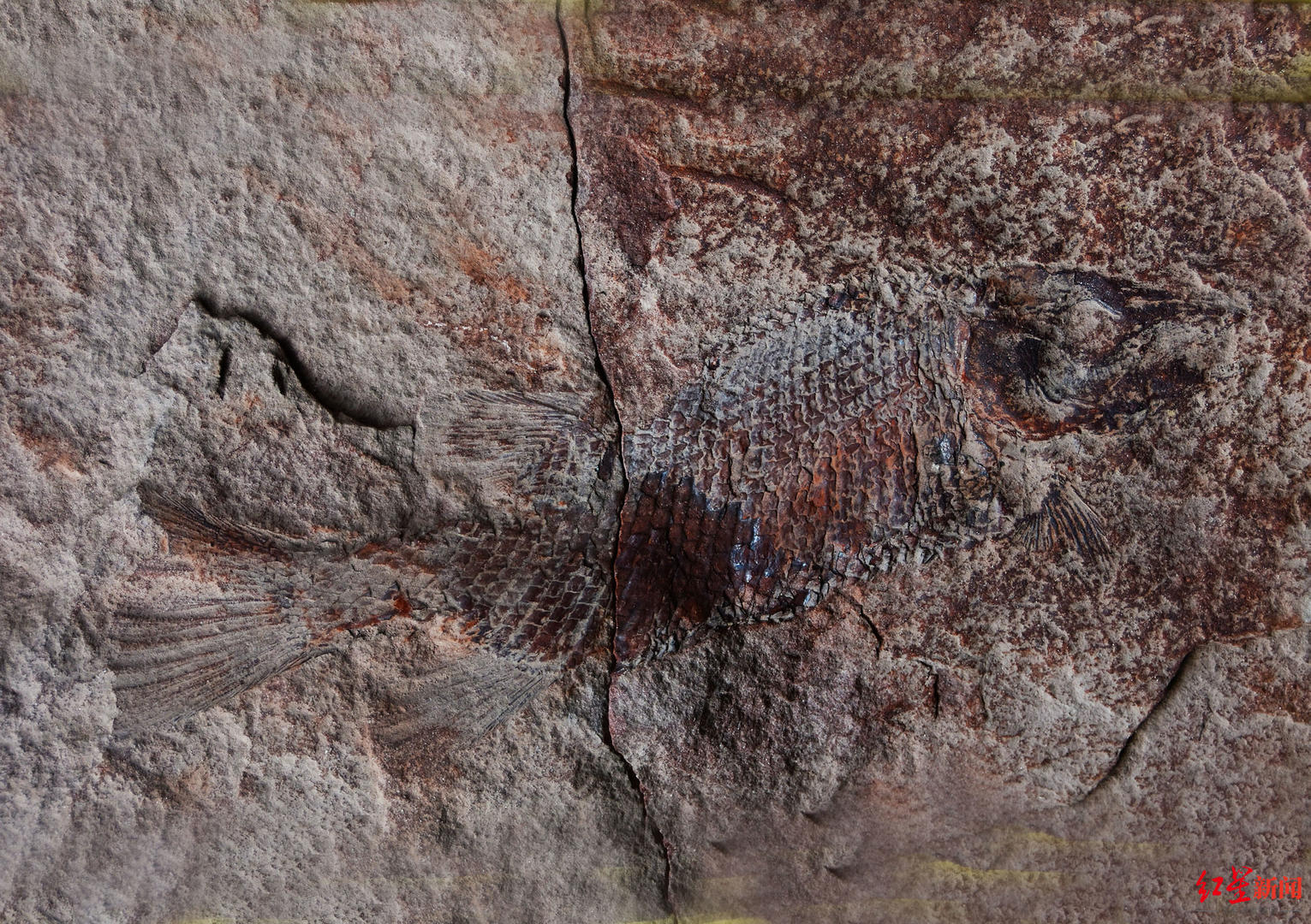 ↑鱼化石标本