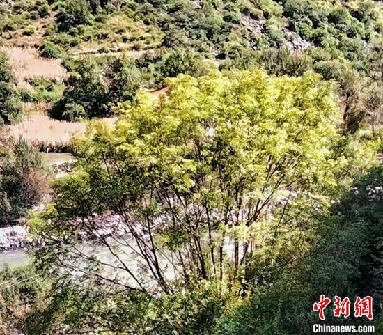 沙绒乡大山深处发现植物界“大熊猫”五小叶槭植物。　康定市委宣传部供图