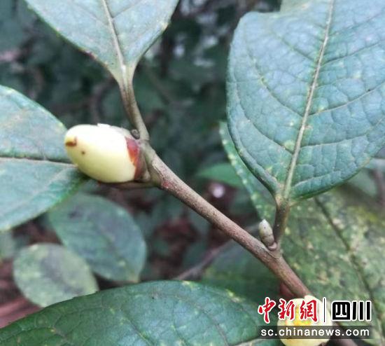 濒危野生植物“小黄花茶”美丽绽放。涂为熙 摄