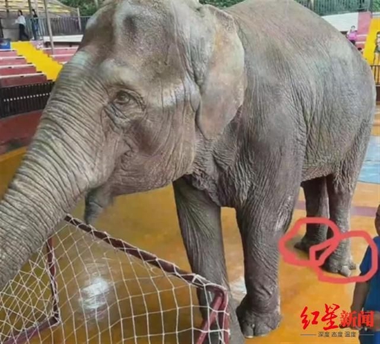 　网友发布的大象“果扎”