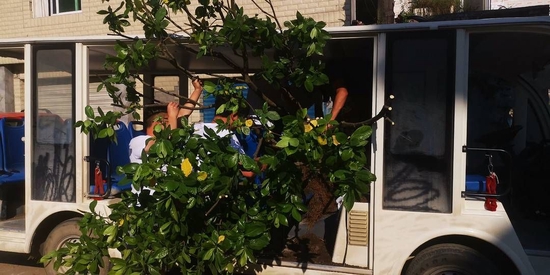 工作人员用游客摆渡车把栀子树运送出来