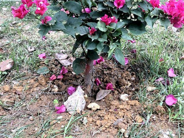 美化后固定装置不再明显 陈冠宇 摄