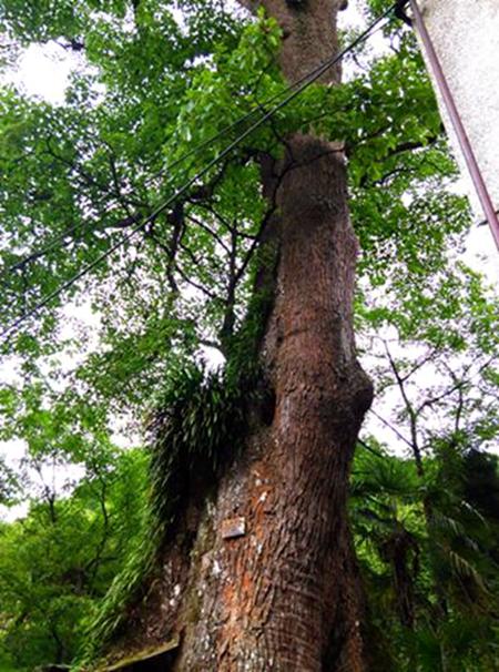大邑香果树