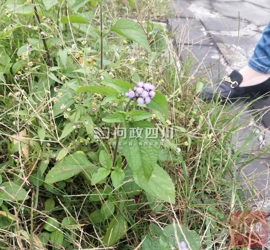 高颐阙文博公园生长的疑似“紫茎泽兰”植物。图片由网友邓女士提供