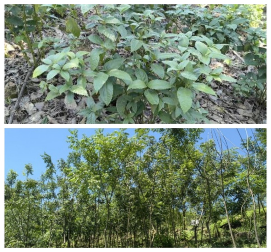 圖為種植的黃柏和草珊瑚(田懷江攝)