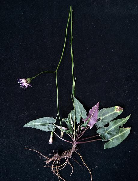 植株(易思荣 摄)