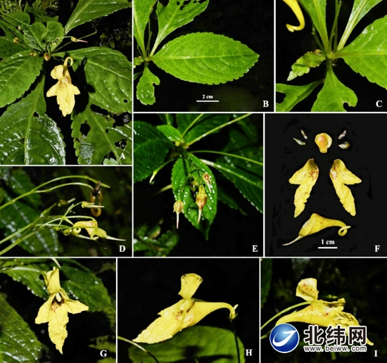 在石棉發現的長芒鳳仙花