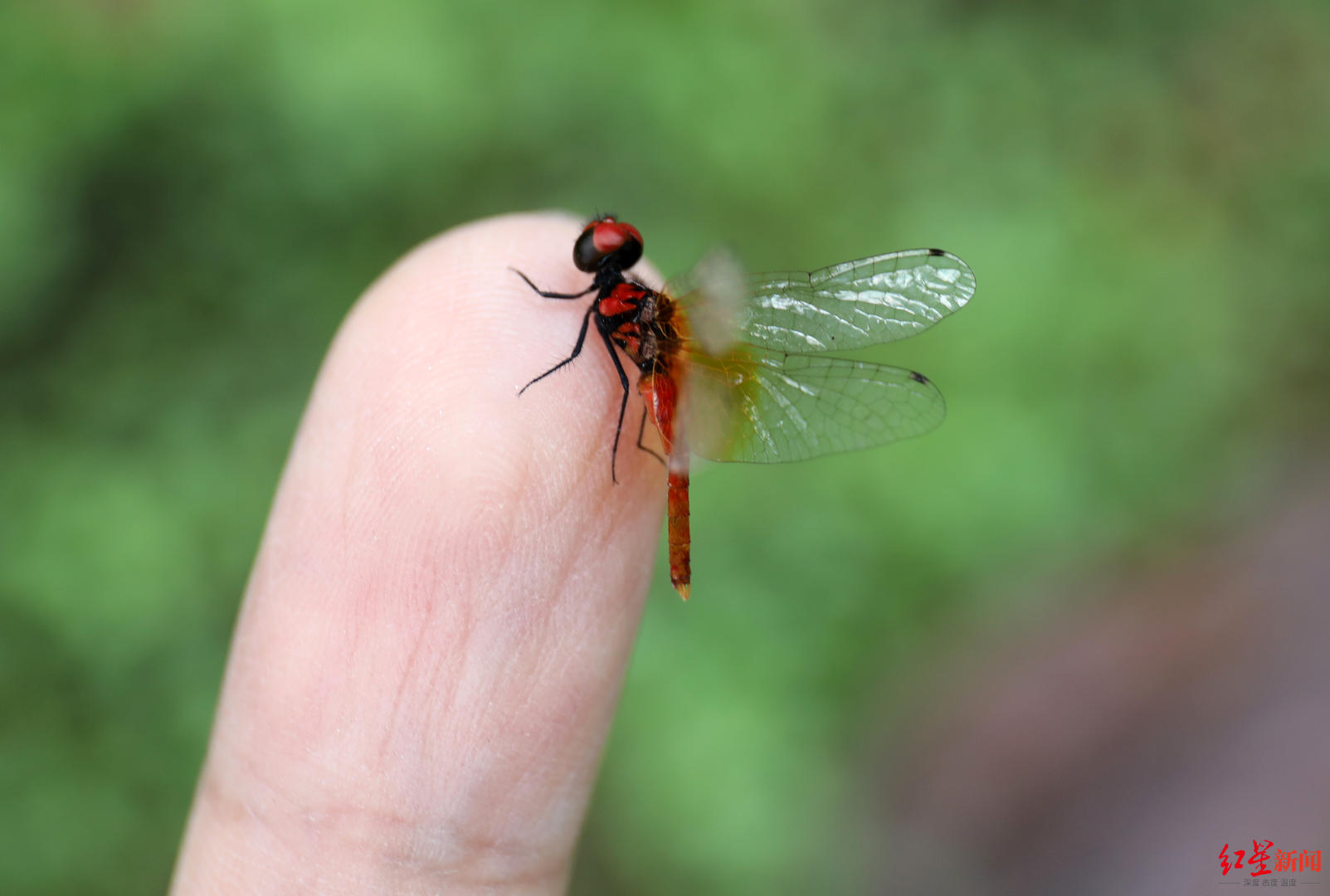 侏红小蜻站在指尖
