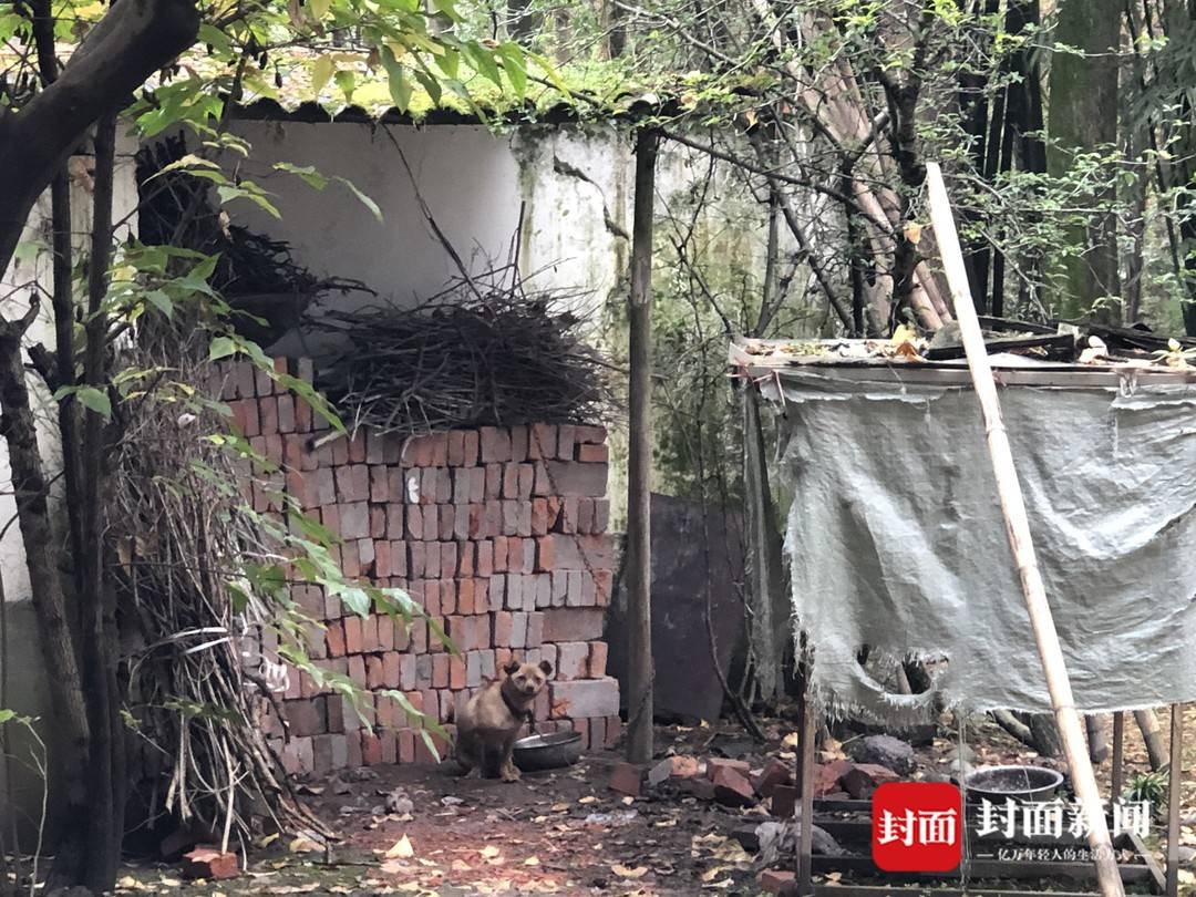 鄰居家的土狗