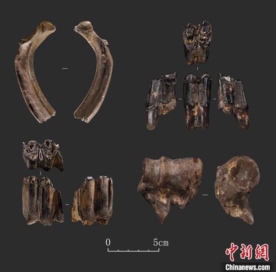遗址出土的部分动物化石。　四川省文物考古研究院供图