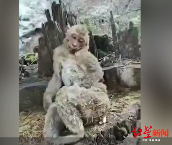 受伤的猴子