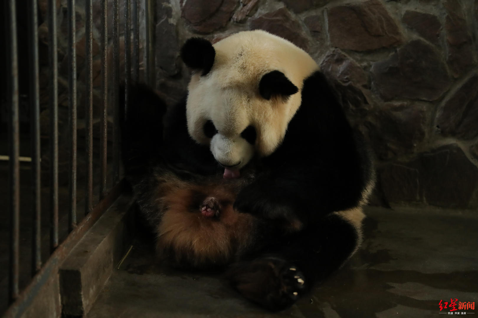大熊猫“福娃”
