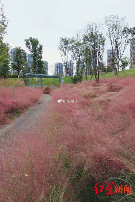 ↑天府公園的粉黛。圖據(jù)微博網(wǎng)友@-袁蘊儀