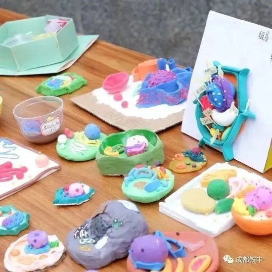 高一学生的生物模型作品