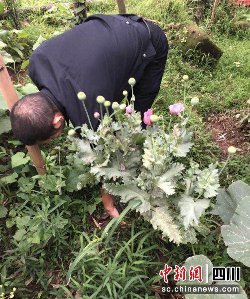 非法种植的罂粟被民警及时拔除。(雨城警方供图)