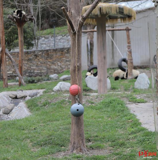 ▲2020年4月12日,神树坪熊猫基地的丰容吊球