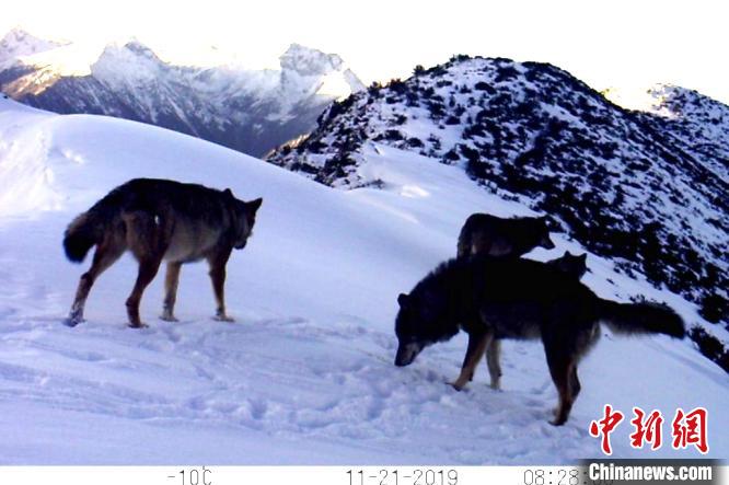 红外相机拍到的狼（群）。白玉县自然保护区提供
