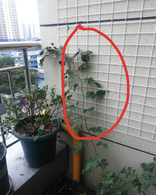 爭議花架。網友陳先生供圖