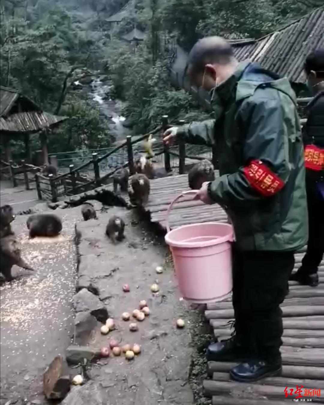 峨眉山景区管理人员给猴子投食