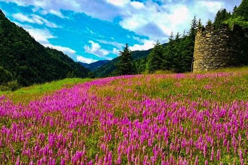 达古冰山下的花海