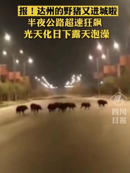 闯入大竹城区的野猪半夜在公路狂奔