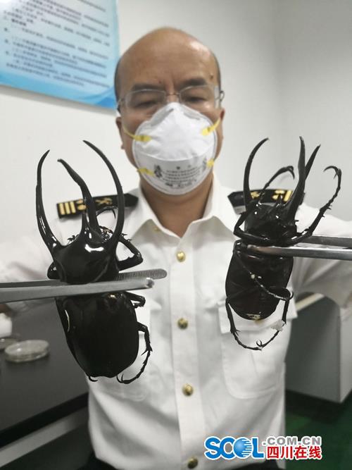 南洋大兜虫。 成都海关供图