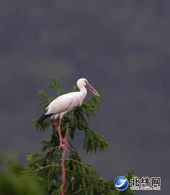 天全县城栖居的钳嘴鹳