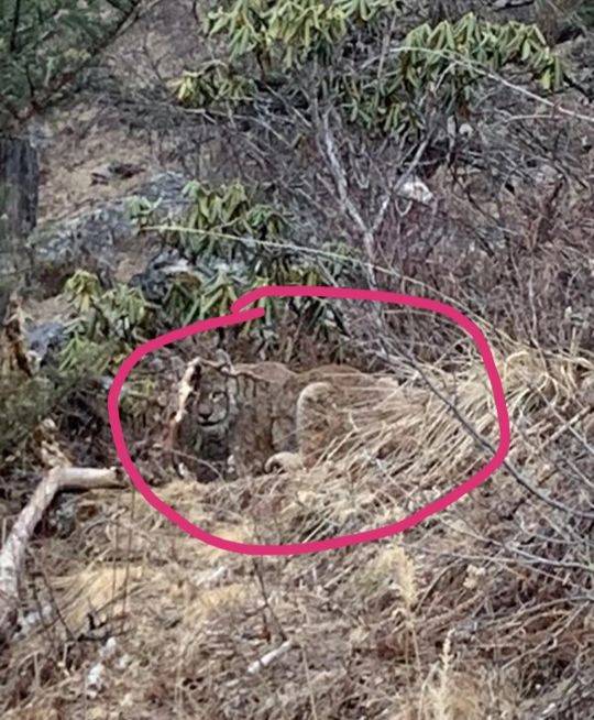 當地群眾拍到疑似老虎的動物(圖據格聶神山官微)