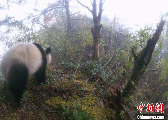 红外监测相机拍摄到的大熊猫影像。 茂县融媒体中心供图