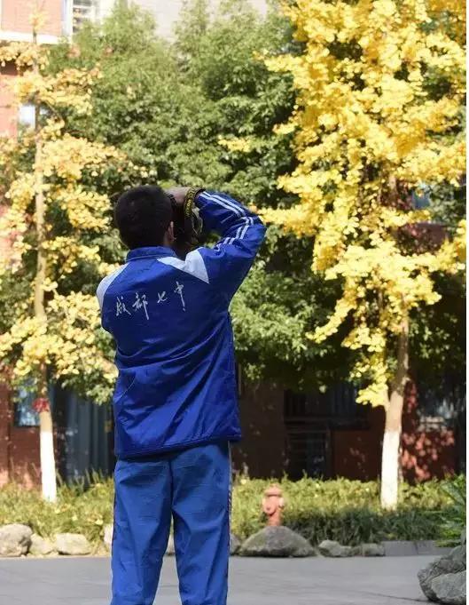 ▲银杏