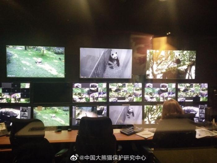 图为华盛顿动物园监控室，产仔期，工作人员对熊猫进行24小时密切监控