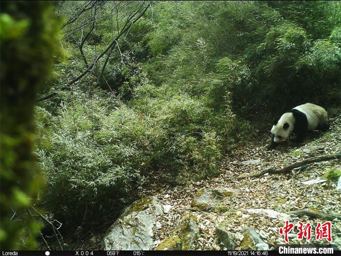 红外相机拍摄到野生大熊猫。　大熊猫国家公园唐家河片区供图