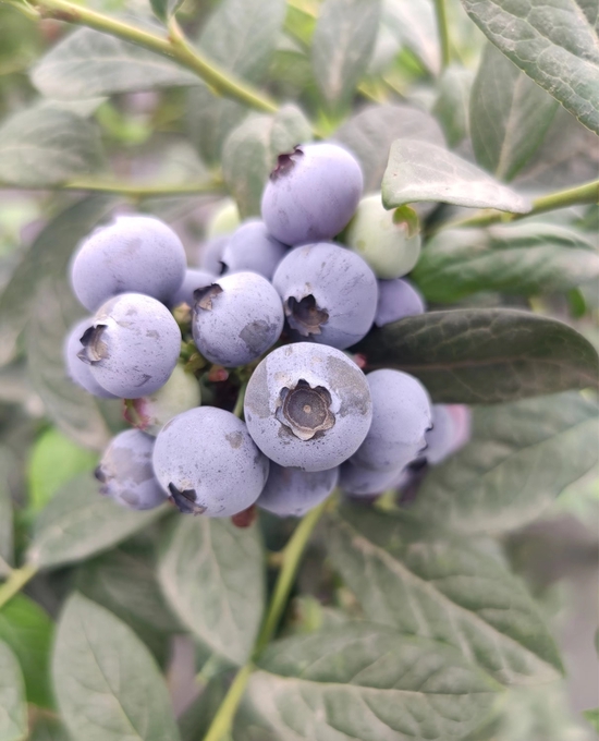 劉謙的農場中達到標準的藍莓，將統一為佳沃供貨（圖片由受訪者提供）