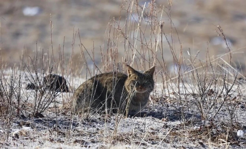 荒漠猫(来源:四川若尔盖湿地国家级自然保护区管理局)