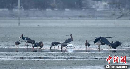 德陽旌湖迎來“鳥中大熊貓”黑鸛。 李濤 攝