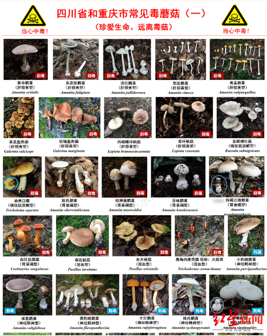 常见毒蘑菇 图据四川疾控微信号