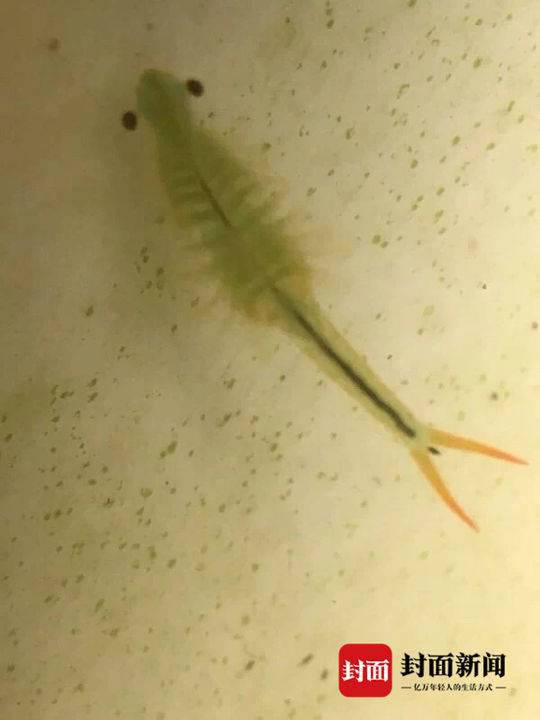 睡莲盆里“长”小虾 浑身透绿爱游泳