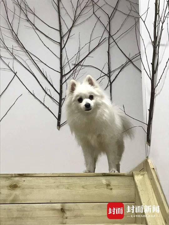 住户遛狗牵狗绳