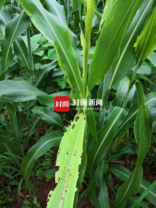 封面新闻记者 田之路