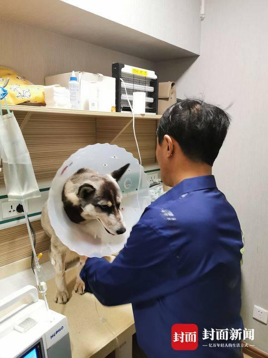 狗主人淵先生趕到醫院。