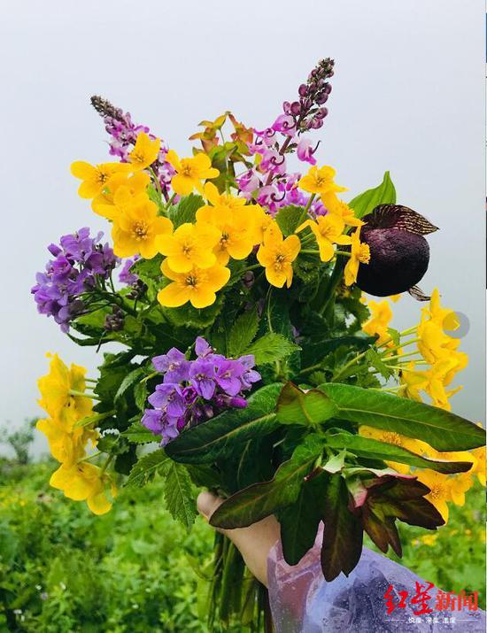 山上美丽花朵 905f-iwasyeh9095073.jpg