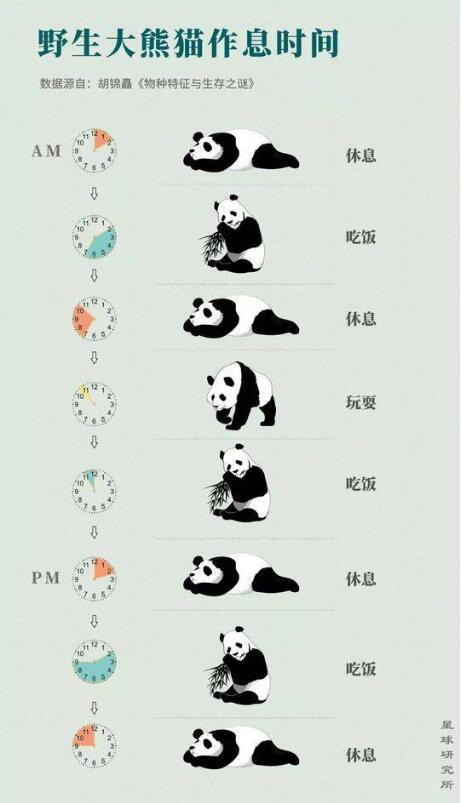 在寒冷的冬季,我也不会像我的近亲熊类那样冬眠,而是持续不断地进食。
