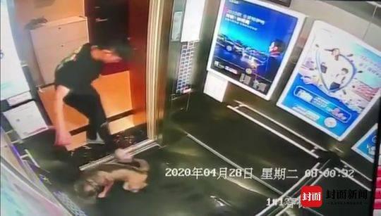 哈士奇被虐待后遺棄