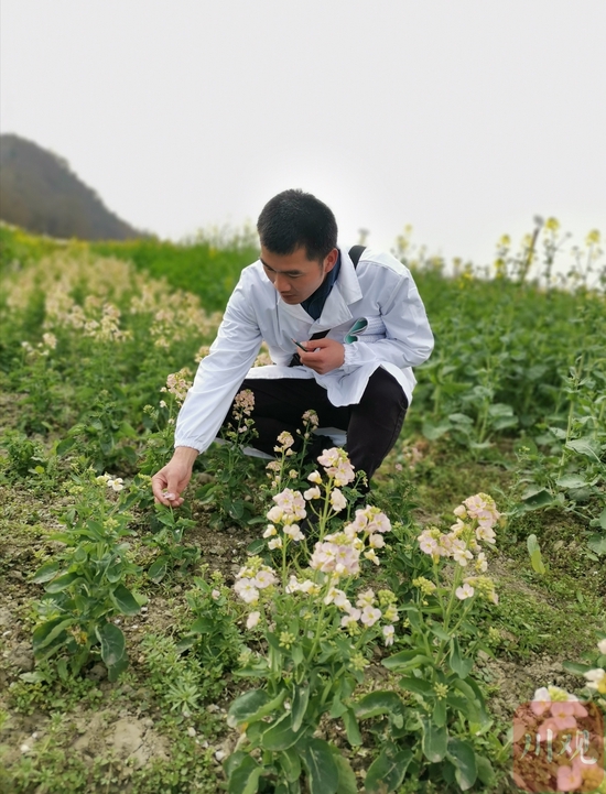 省农科院作物研究所副研究员崔成正在油菜基地内观察盆景彩色油菜。