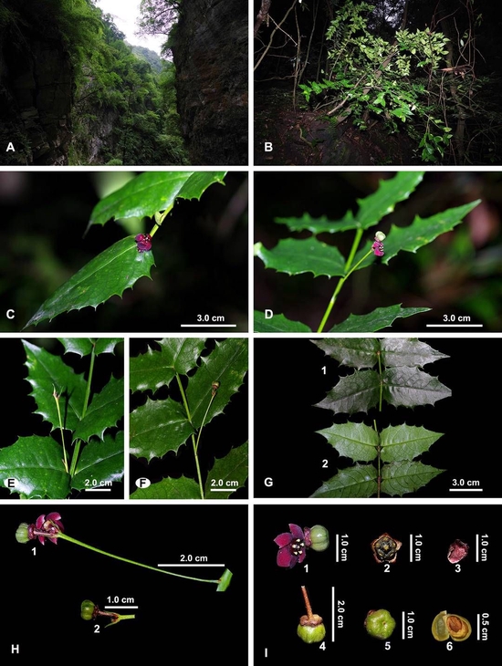 尖齿卫矛Euonymus aquifolium Loes。 & Rehder照片