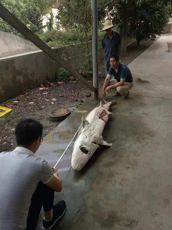 死亡的子一代中华鲟亲鱼,19岁左右,体长超过2米。受访者供图