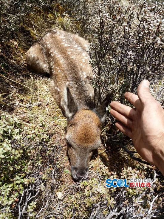 白玉县章都乡发现国,兰州木工培训学校再谈度一级维护动物白唇鹿