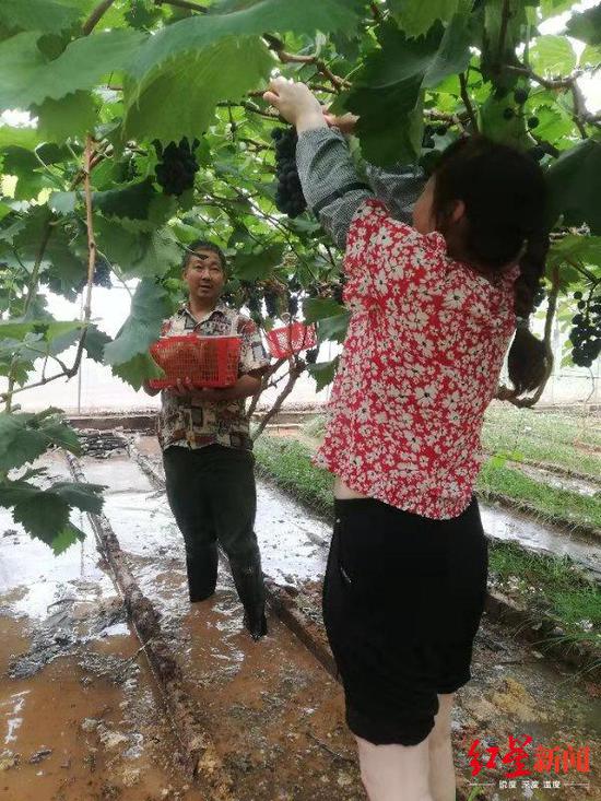 邻居自发前来帮忙采摘葡萄