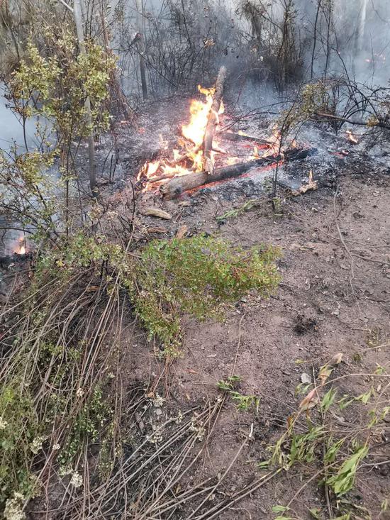 西昌山林中正在燃烧的枯木。受访者供图