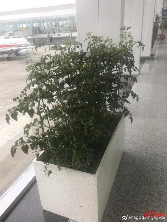 ↑雙流機場西紅柿盆栽結出成串果實。